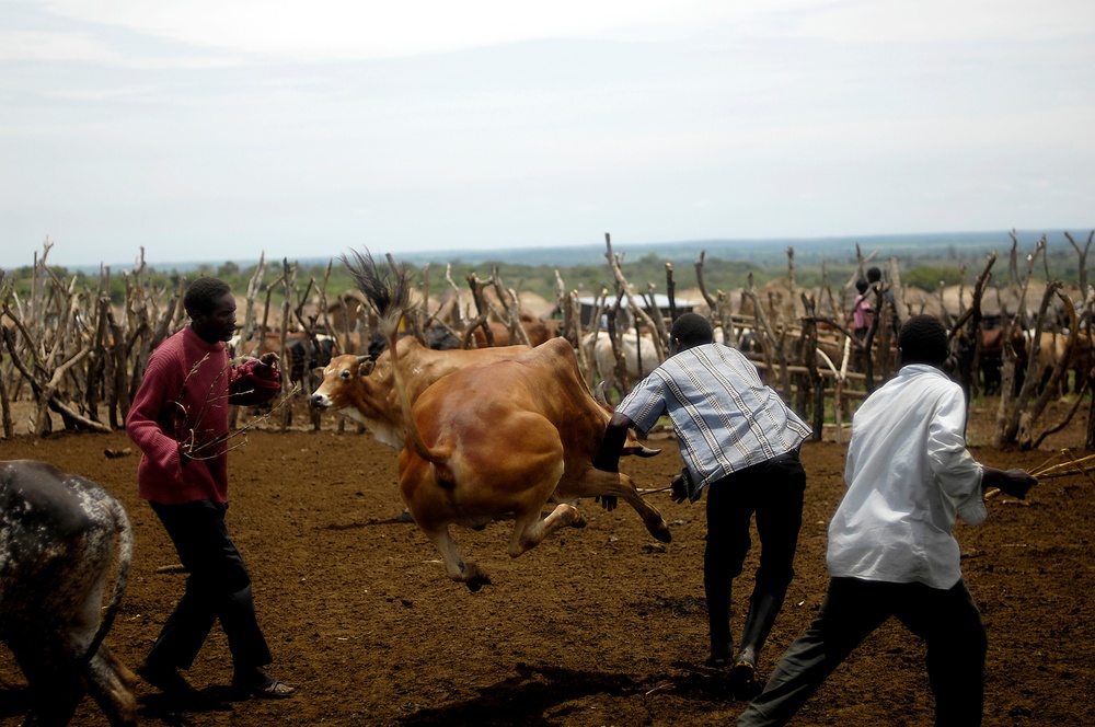 Vaccinations To Treat Cattle