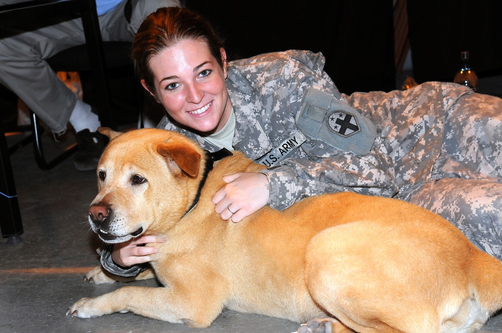 Dingo promotes pet adoption to deployed troops