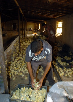 Second push of chickens distributed to farms
