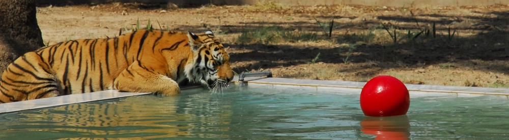 U.S. Tigers Donated To Baghdad Zoo