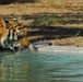 U.S. Tigers Donated To Baghdad Zoo