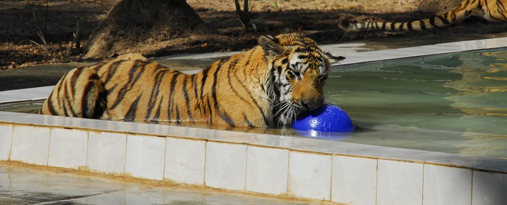 U.S. Tigers Donated To Baghdad Zoo