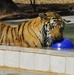 U.S. Tigers Donated To Baghdad Zoo