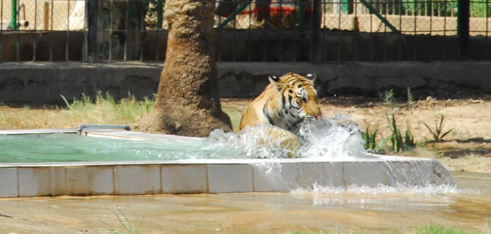 U.S. Tigers Donated To Baghdad Zoo