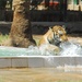 U.S. Tigers Donated To Baghdad Zoo