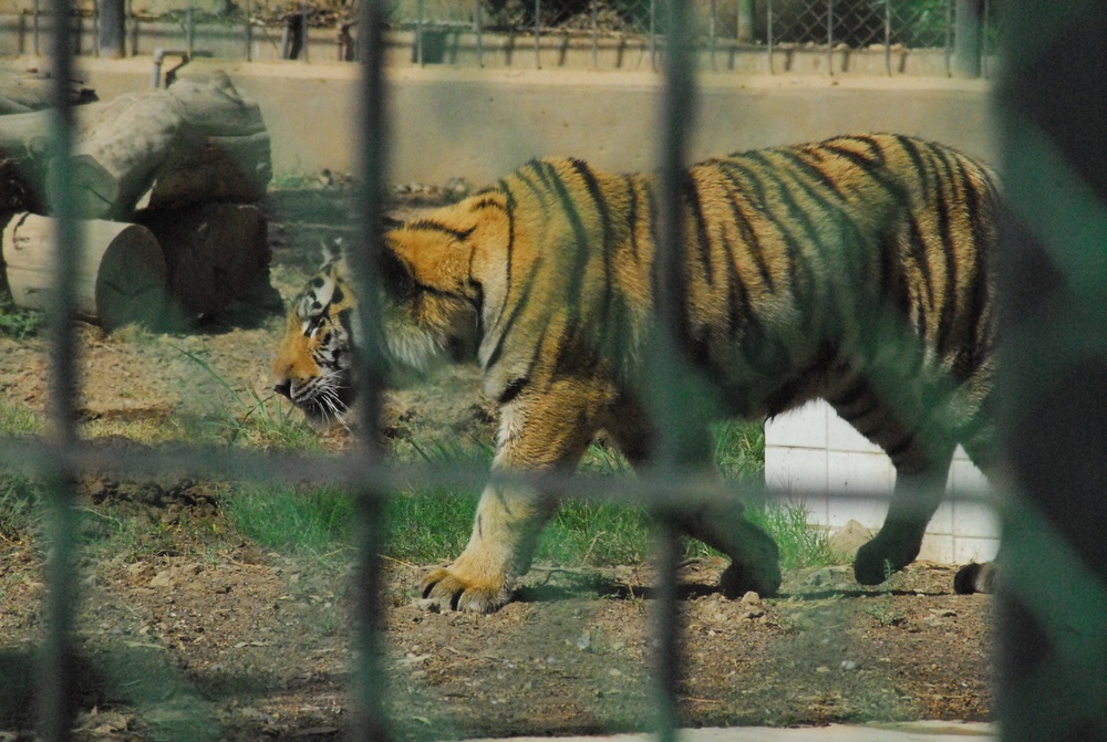 U.S. Tigers Donated To Baghdad Zoo