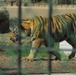 U.S. Tigers Donated To Baghdad Zoo