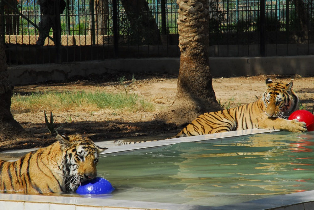 U.S. Tigers Donated To Baghdad Zoo