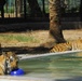 U.S. Tigers Donated To Baghdad Zoo