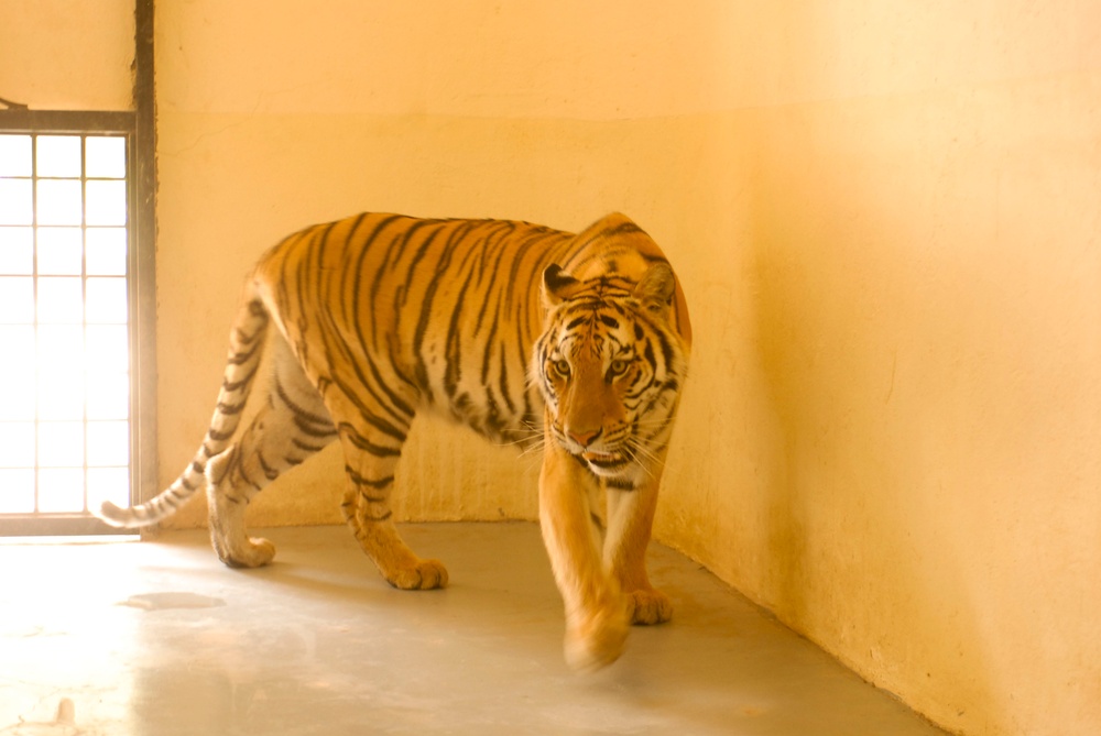 Baghdad Zoo regains signature with new tigers