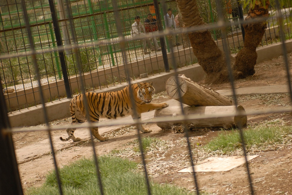 DVIDS - News - Baghdad Zoo regains signature with new tigers