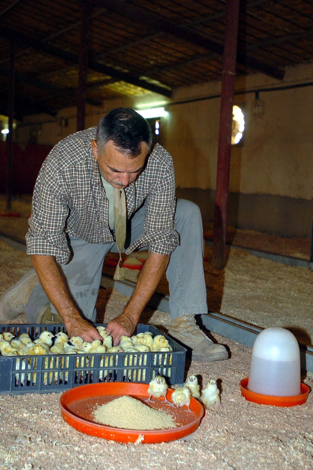Chicken Growth Leads to Iraqi Stability
