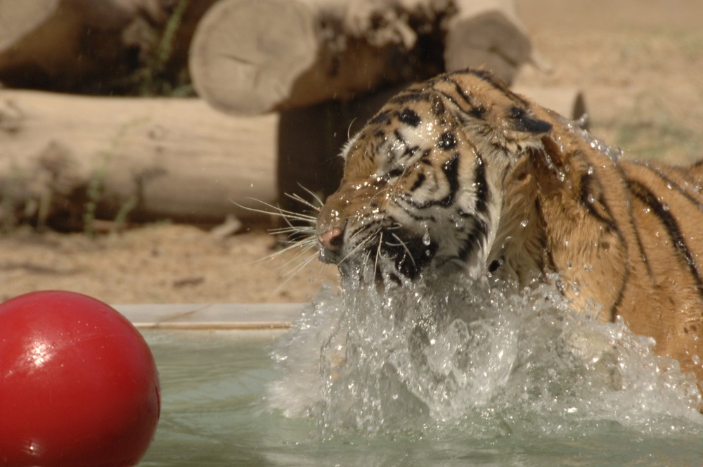 Baghdad Zoo receives two tigers