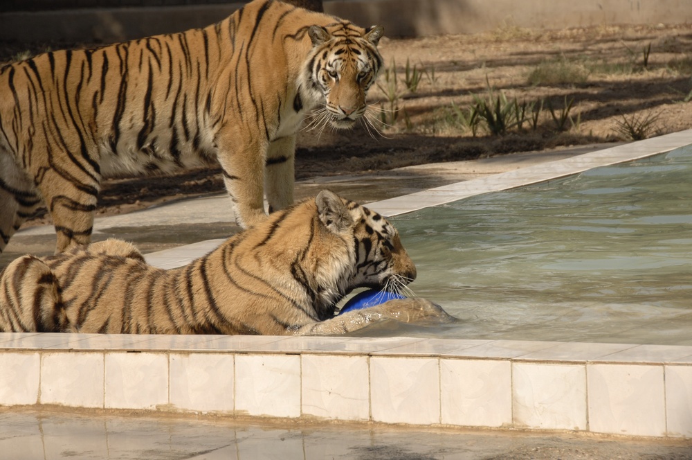 Baghdad Zoo receives two tigers