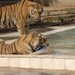 Baghdad Zoo receives two tigers