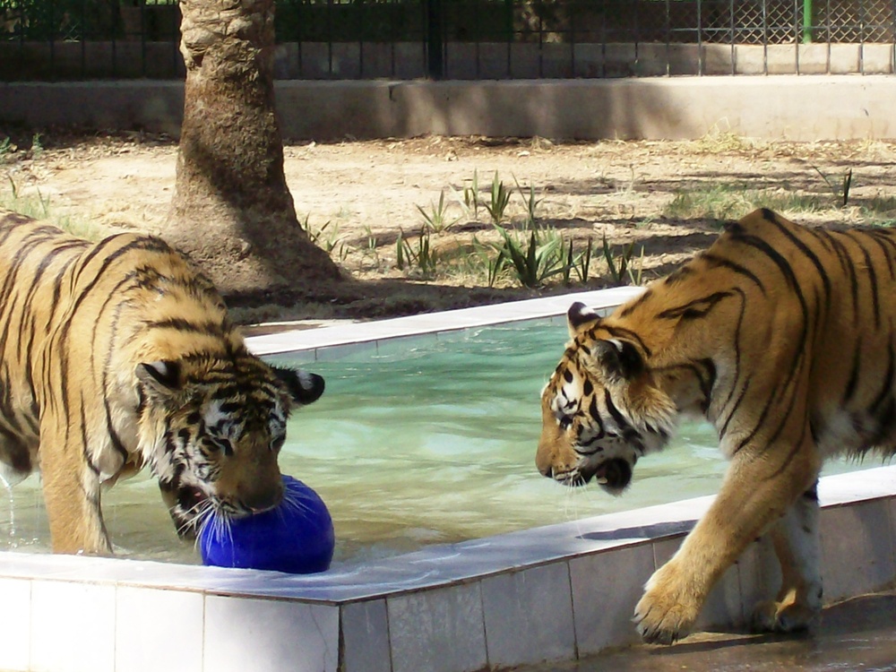 Tigers make 'big roar' in Baghdad Zoo