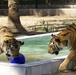 Tigers make 'big roar' in Baghdad Zoo