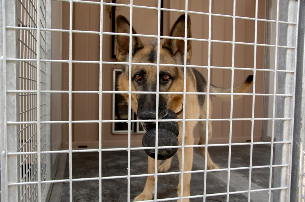 British Attack Dog Shows Abilities