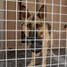 British Attack Dog Shows Abilities