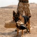 British Attack Dog Shows Abilities