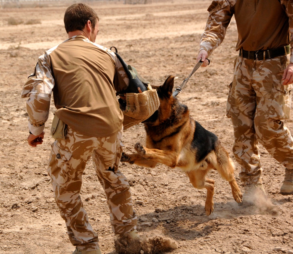 British Attack Dog Shows Abilities