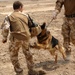 British Attack Dog Shows Abilities