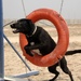 British Attack Dog Shows Abilities