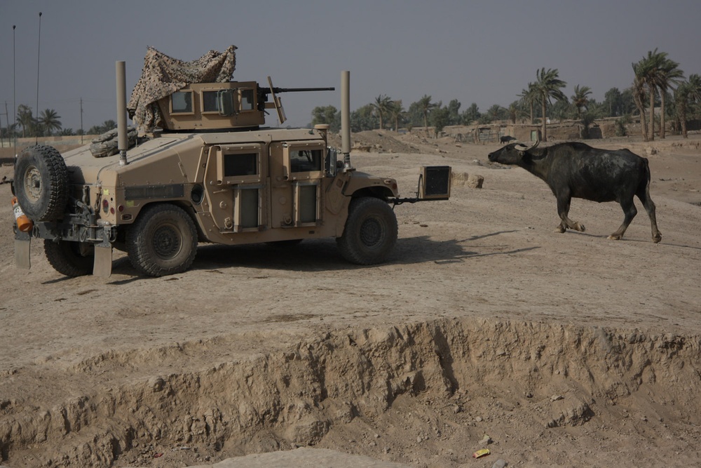 'Bayonet' Soldiers help Fedaliyah farmers feed water buffalo