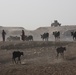 'Bayonet' Soldiers help Fedaliyah farmers feed water buffalo