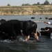 'Bayonet' Soldiers help Fedaliyah farmers feed water buffalo