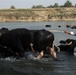 Soldiers Help Iraqi Farmers Feed Water Buffalo