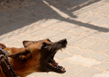 Not Just Another Pretty Face..