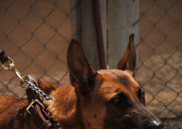 MWD's Keep a Watchful Eye.