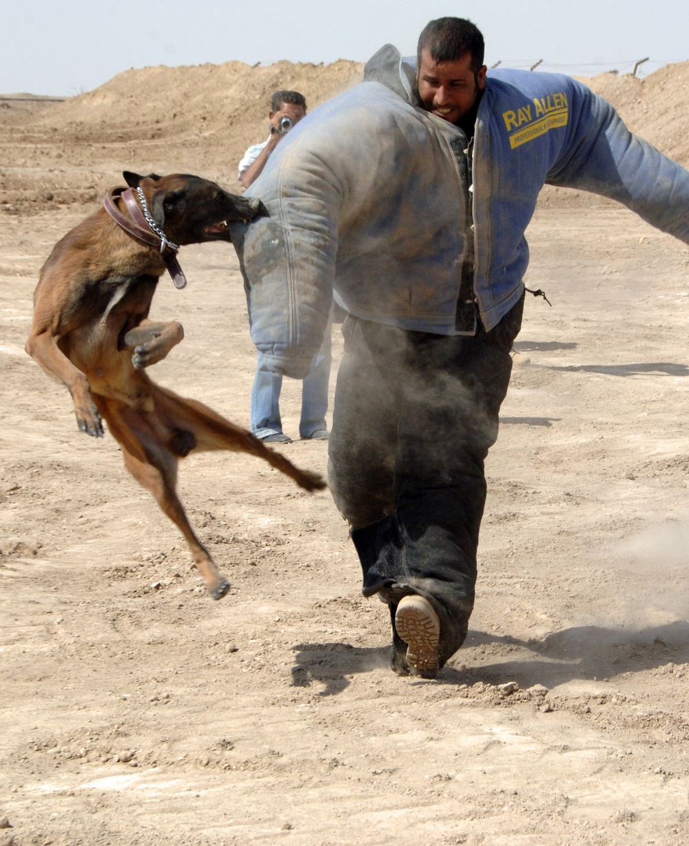 Iraqi SWAT Trains with Military Working Dogs