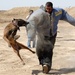 Iraqi SWAT Trains with Military Working Dogs