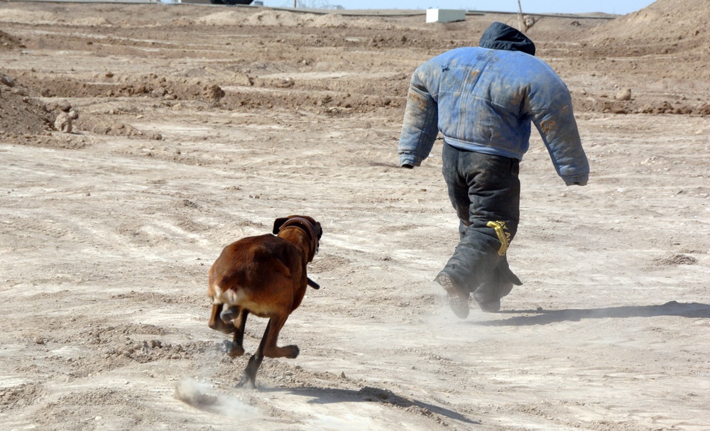 Iraqi SWAT Trains with Military Working Dogs