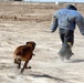 Iraqi SWAT Trains with Military Working Dogs