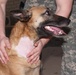 Dogs Do Great Things for Mission, Morale