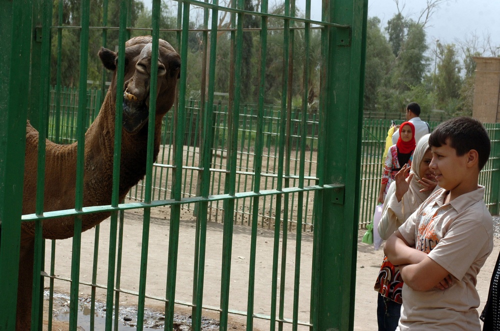 Life at Baghdad Zoo returning to normal with stable security