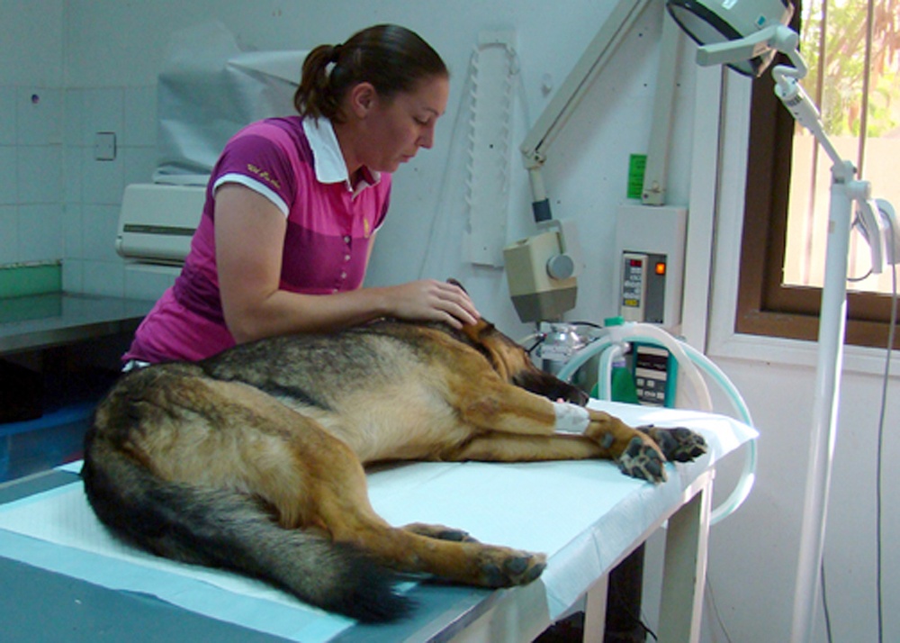 Military Work Dogs Require Special Care