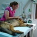 Military Work Dogs Require Special Care