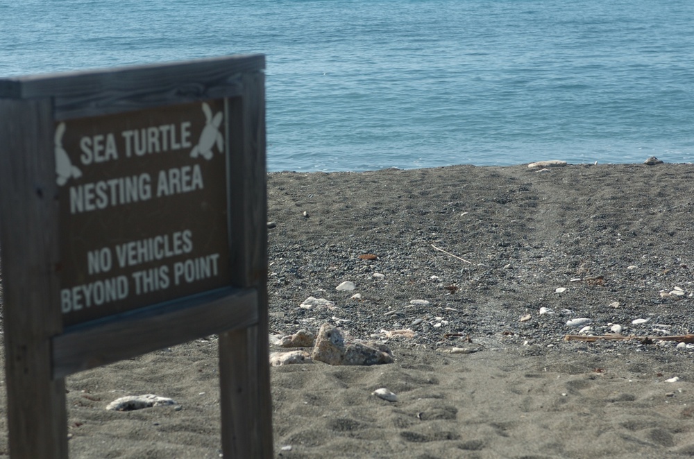 Saving the Sea Turtles