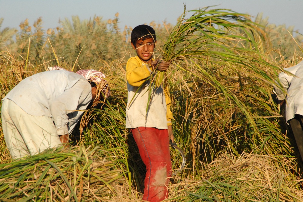 Iraqi Rice Farmers