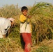 Iraqi Rice Farmers