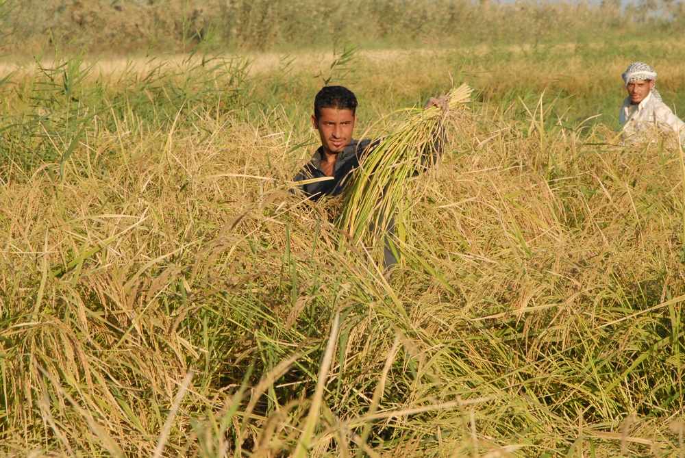 Iraqi Rice Farmers