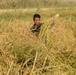 Iraqi Rice Farmers