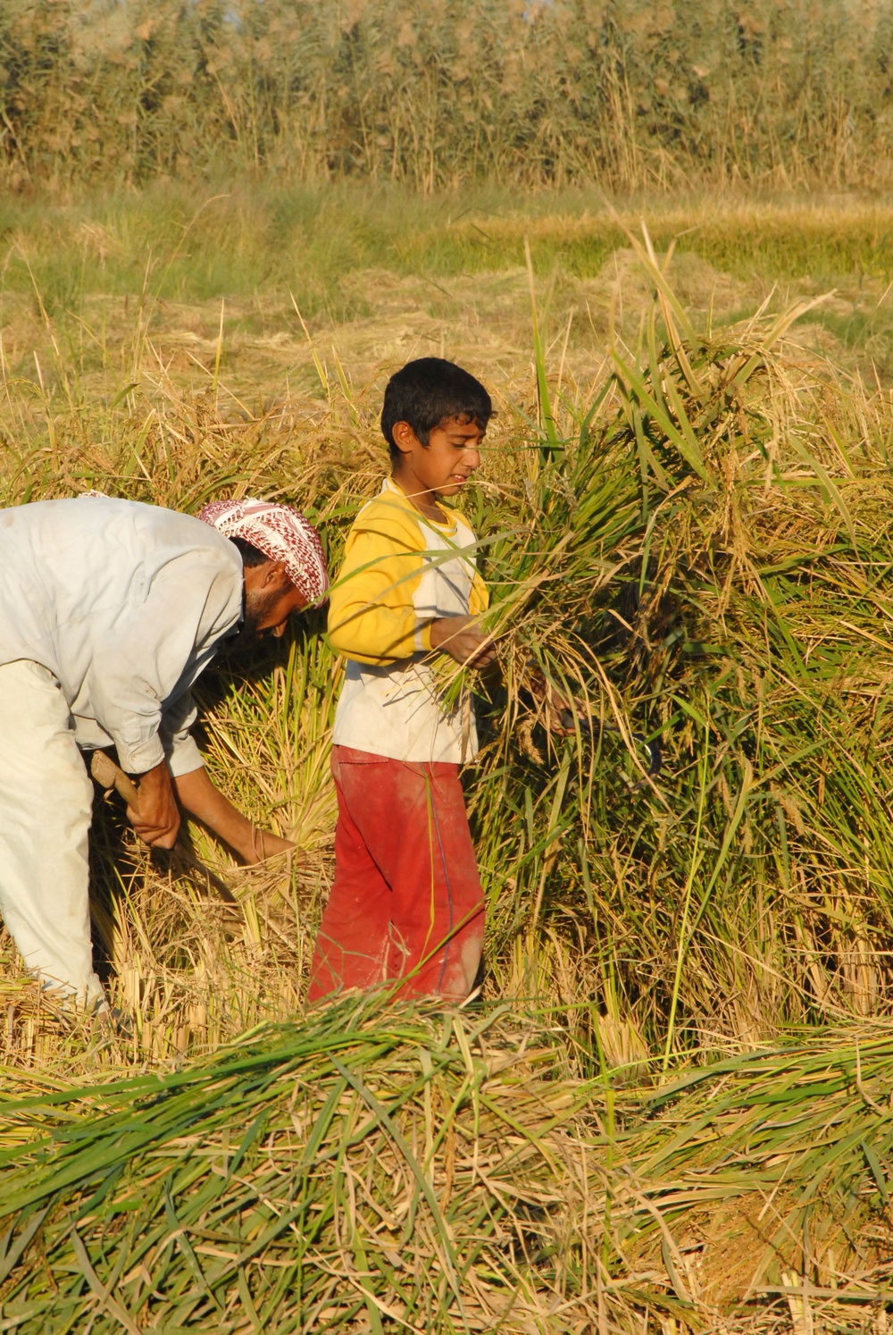 Iraqi Rice Farmers