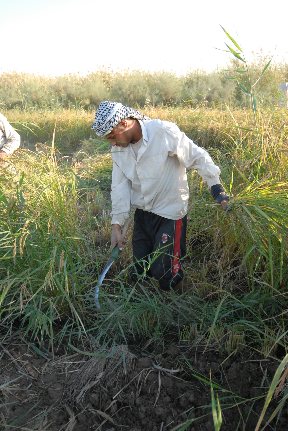 Iraqi Rice Farmers