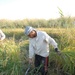 Iraqi Rice Farmers