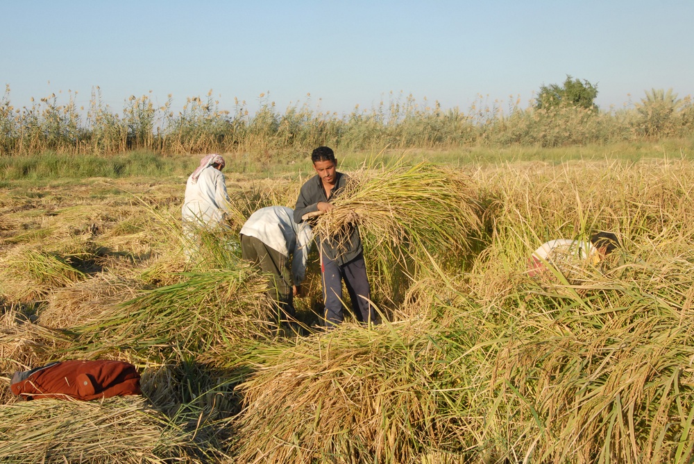 Iraqi Rice Farmers